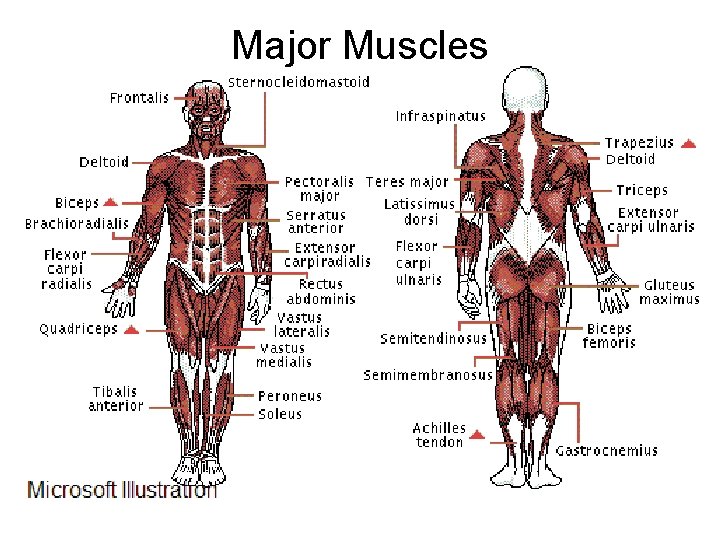 Major Muscles 