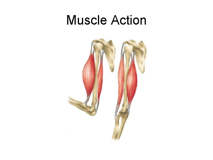 Muscle Action 