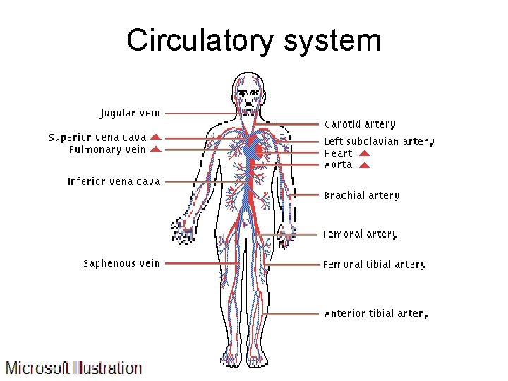 Circulatory system 