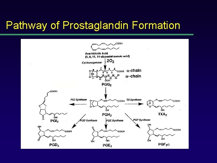 Pathway of Prostaglandin Formation 