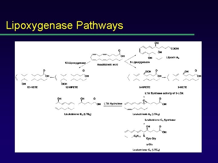 Lipoxygenase Pathways 