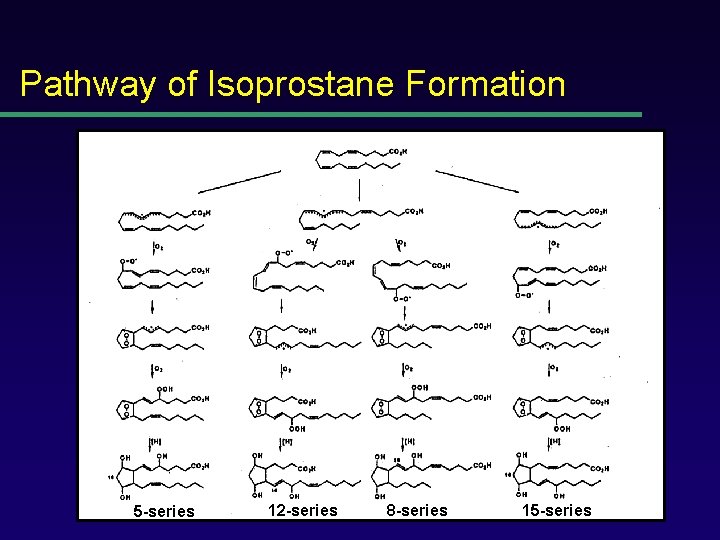 Pathway of Isoprostane Formation 5 -series 12 -series 8 -series 15 -series 