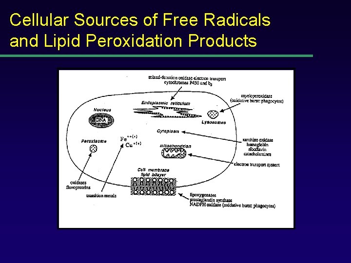 Cellular Sources of Free Radicals and Lipid Peroxidation Products 