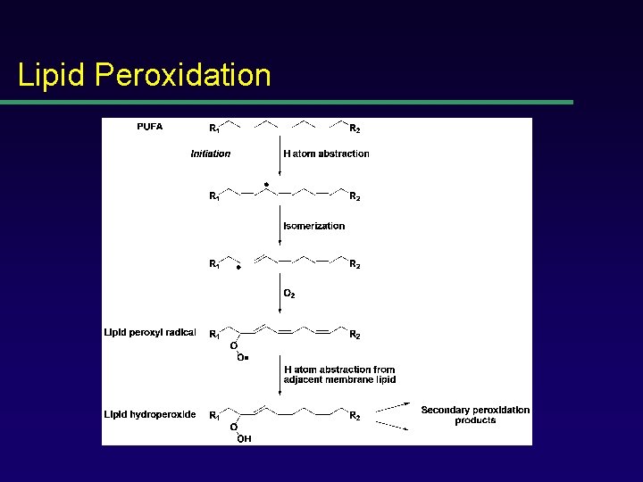 Lipid Peroxidation 