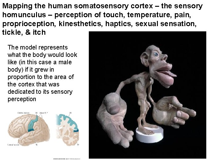 Mapping the human somatosensory cortex – the sensory homunculus – perception of touch, temperature,