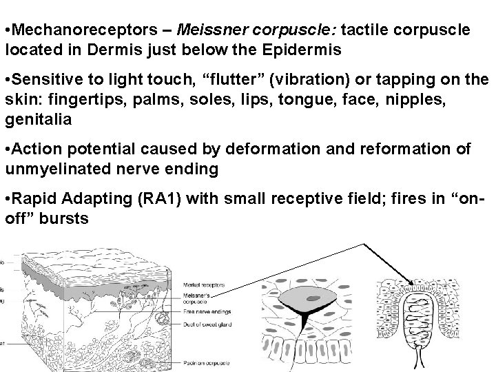  • Mechanoreceptors – Meissner corpuscle: tactile corpuscle located in Dermis just below the