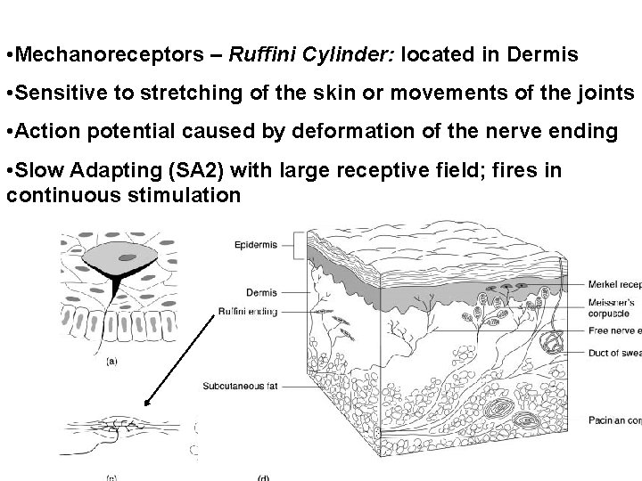  • Mechanoreceptors – Ruffini Cylinder: located in Dermis • Sensitive to stretching of