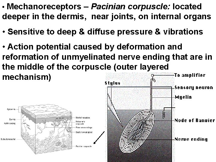  • Mechanoreceptors – Pacinian corpuscle: located deeper in the dermis, near joints, on