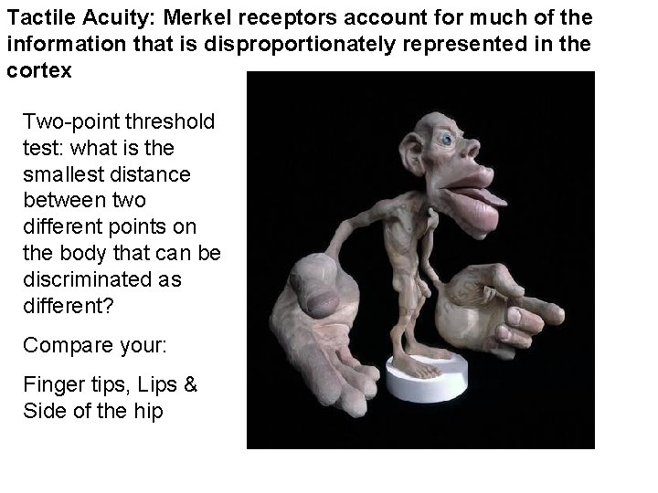 Tactile Acuity: Merkel receptors account for much of the information that is disproportionately represented