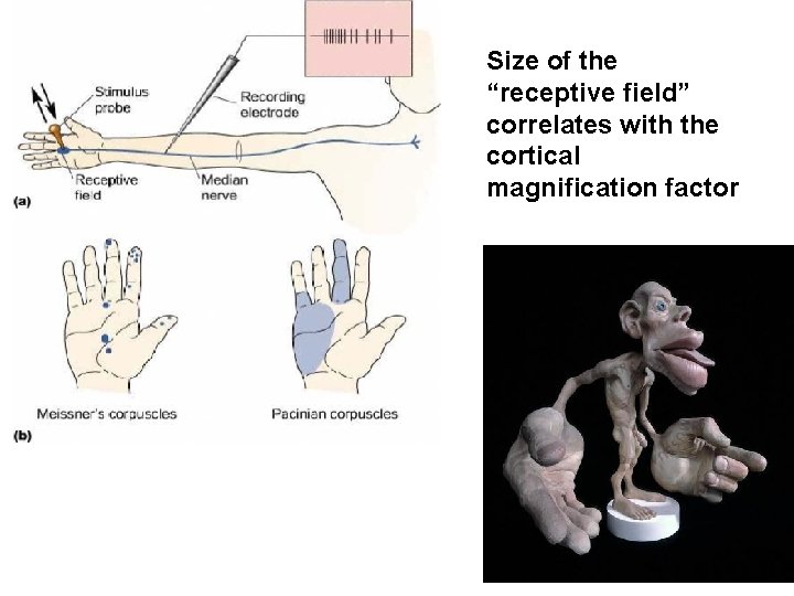 Size of the “receptive field” correlates with the cortical magnification factor 