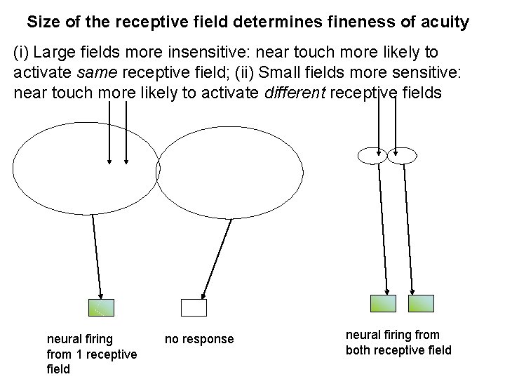 Size of the receptive field determines fineness of acuity (i) Large fields more insensitive: