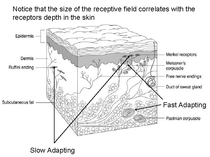 Notice that the size of the receptive field correlates with the receptors depth in