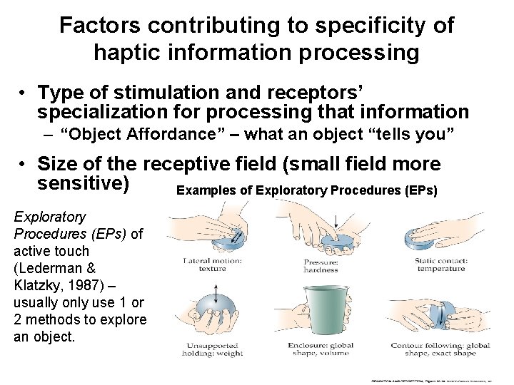 Factors contributing to specificity of haptic information processing • Type of stimulation and receptors’