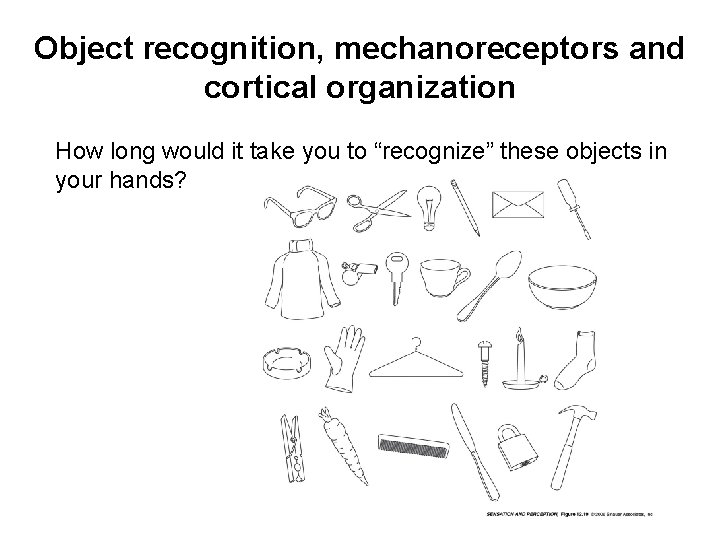 Object recognition, mechanoreceptors and cortical organization How long would it take you to “recognize”