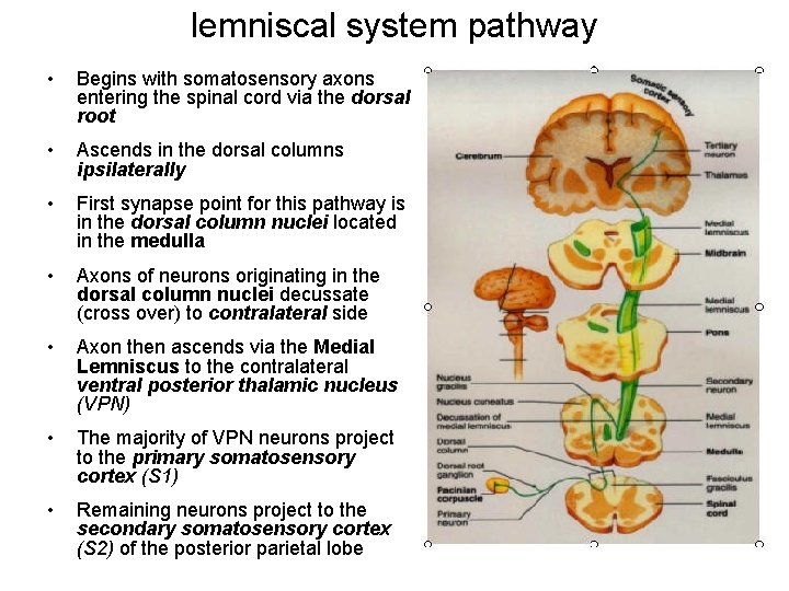 lemniscal system pathway • Begins with somatosensory axons entering the spinal cord via the