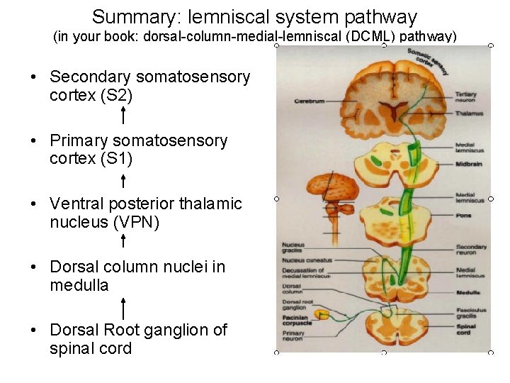 Summary: lemniscal system pathway (in your book: dorsal-column-medial-lemniscal (DCML) pathway) • Secondary somatosensory cortex