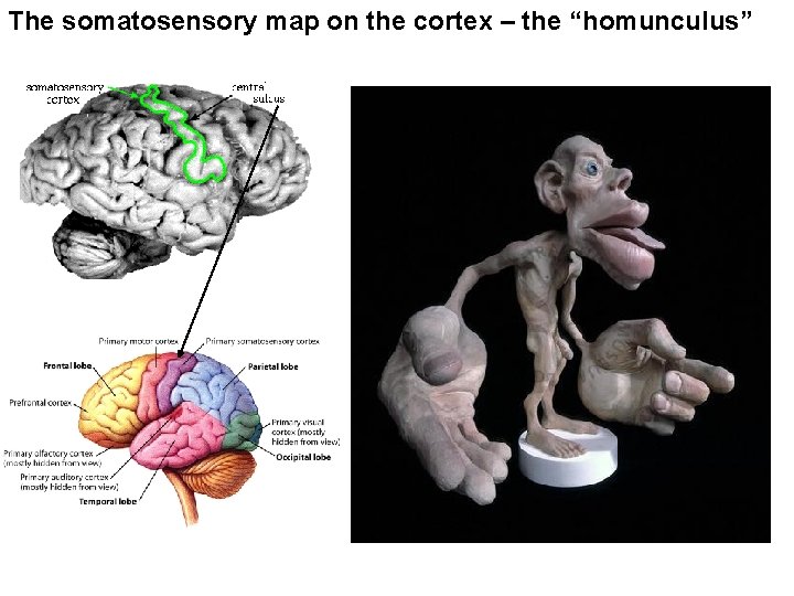 The somatosensory map on the cortex – the “homunculus” 