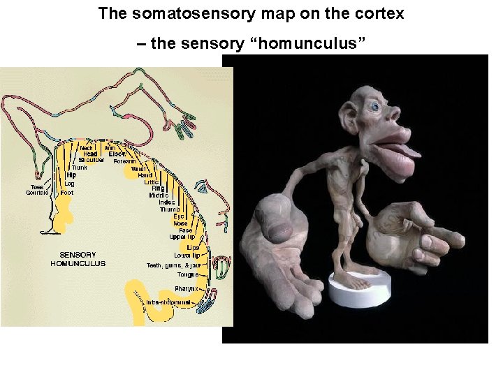 The somatosensory map on the cortex – the sensory “homunculus” 