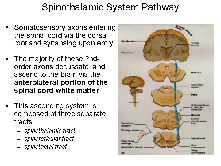 Spinothalamic System Pathway • Somatosensory axons entering the spinal cord via the dorsal root