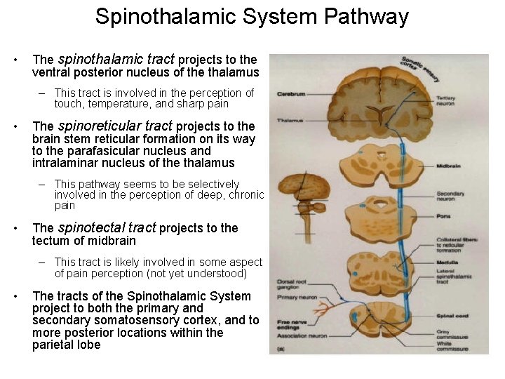 Spinothalamic System Pathway • The spinothalamic tract projects to the ventral posterior nucleus of