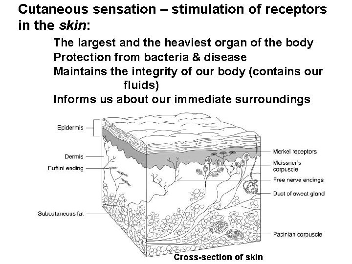 Cutaneous sensation – stimulation of receptors in the skin: The largest and the heaviest