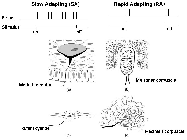 Slow Adapting (SA) Rapid Adapting (RA) Firing Stimulus on Merkel receptor Ruffini cylinder off