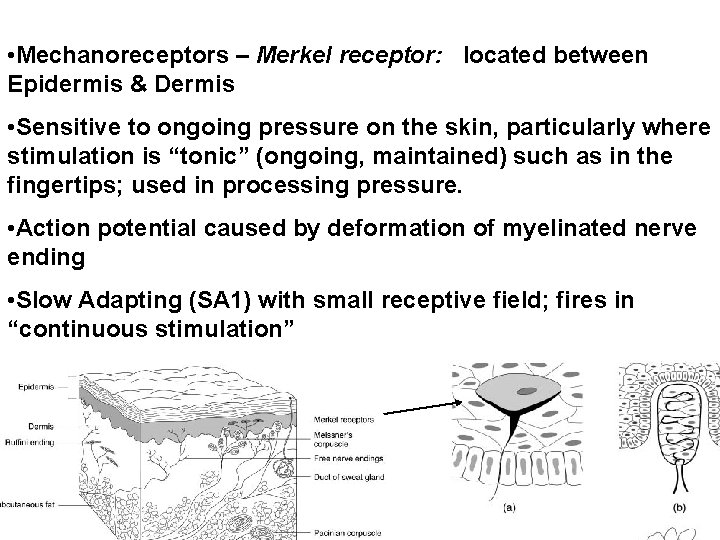  • Mechanoreceptors – Merkel receptor: located between Epidermis & Dermis • Sensitive to