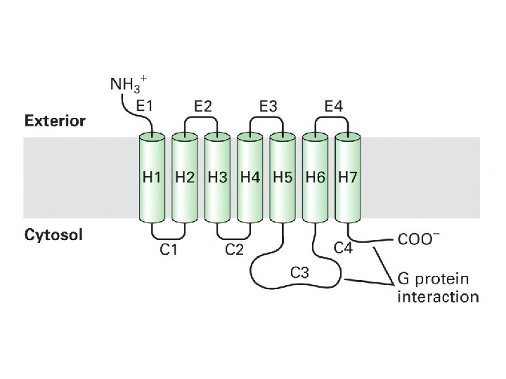 Signalling at Cell Surface 2 April 2007 Receptors