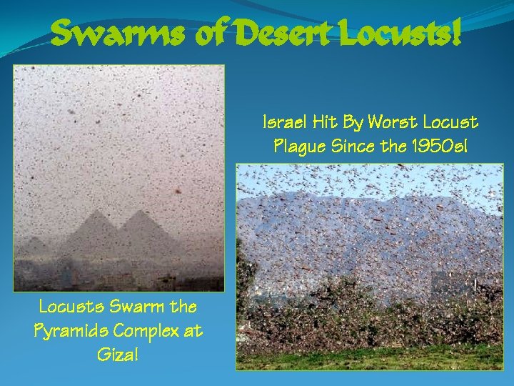 Swarms of Desert Locusts! Israel Hit By Worst Locust Plague Since the 1950 s!