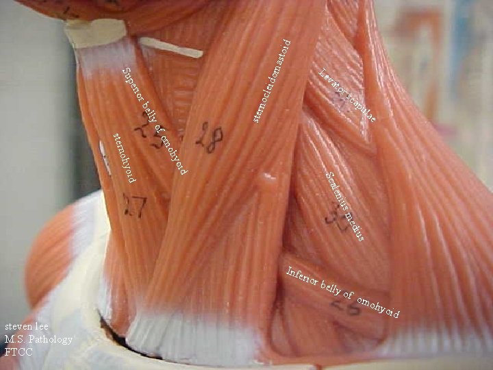 toid oma s va to ly bel or ster noc i per leid Su