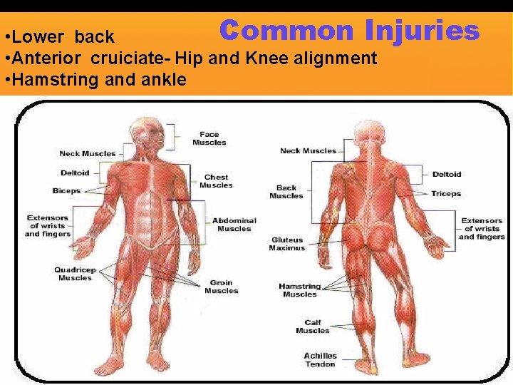 Common Injuries • Lower back • Anterior cruiciate- Hip and Knee alignment • Hamstring