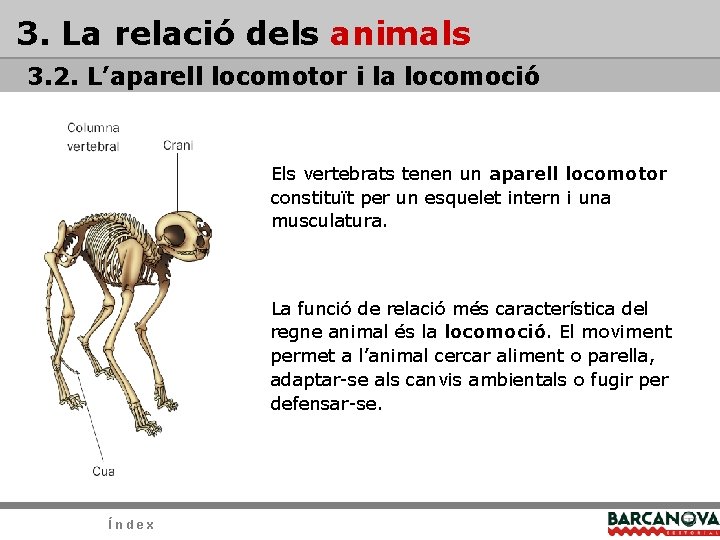 3. La relació dels animals 3. 2. L’aparell locomotor i la locomoció Els vertebrats 3. La relació dels animals 3. 2. L’aparell locomotor i la locomoció Els vertebrats