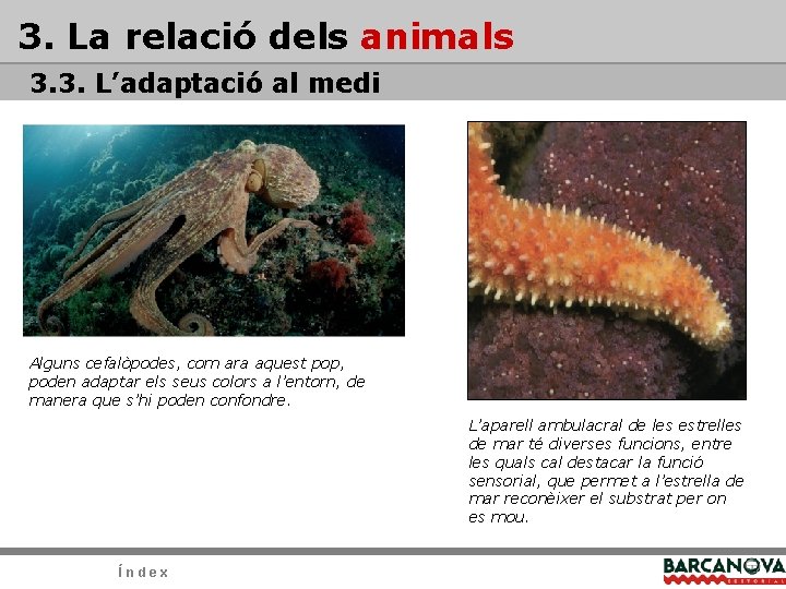 3. La relació dels animals 3. 3. L’adaptació al medi Alguns cefalòpodes, com ara 3. La relació dels animals 3. 3. L’adaptació al medi Alguns cefalòpodes, com ara