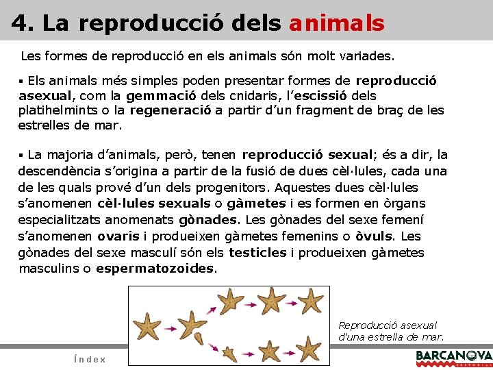 4. La reproducció dels animals Les formes de reproducció en els animals són molt 4. La reproducció dels animals Les formes de reproducció en els animals són molt
