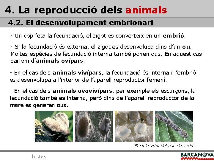 4. La reproducció dels animals 4. 2. El desenvolupament embrionari - Un cop feta 4. La reproducció dels animals 4. 2. El desenvolupament embrionari - Un cop feta