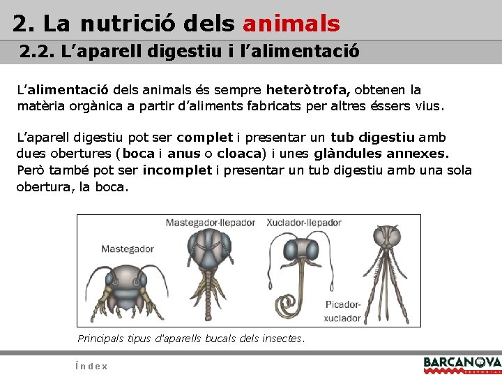 2. La nutrició dels animals 2. 2. L’aparell digestiu i l’alimentació L’alimentació dels animals 2. La nutrició dels animals 2. 2. L’aparell digestiu i l’alimentació L’alimentació dels animals