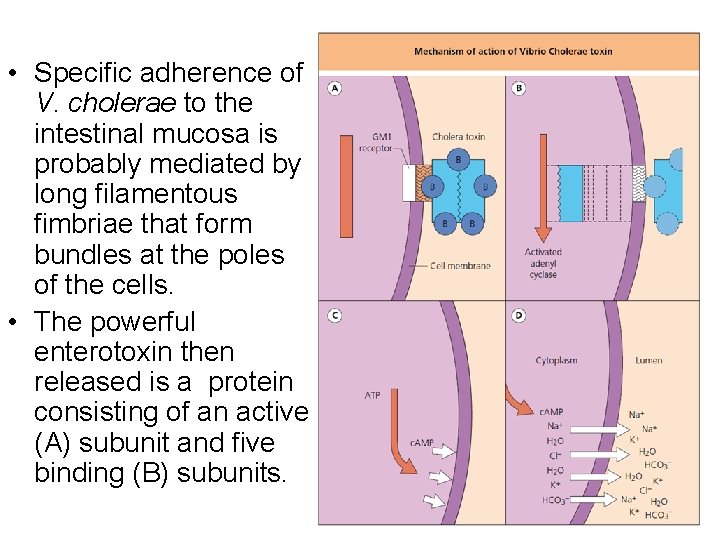  • Specific adherence of V. cholerae to the intestinal mucosa is probably mediated