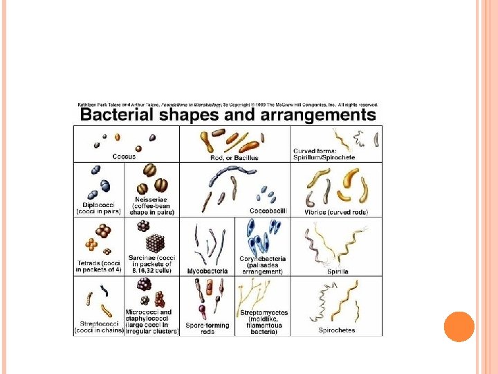 BACTERIA VIRUSES WHAT ARE THE CHARACTERISTICS OF ORGANISMS