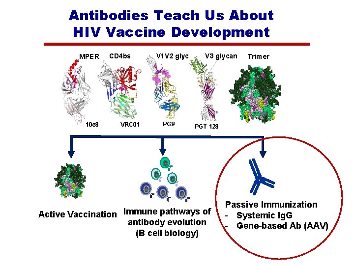 Antibodies Teach Us About HIV Vaccine Development MPER CD 4 bs V 1 V