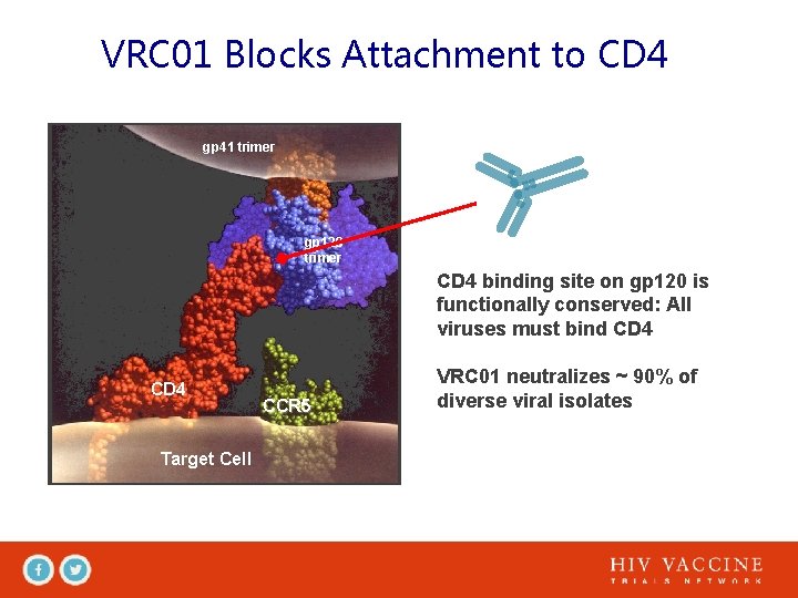 VRC 01 Blocks Attachment to CD 4 gp 41 trimer gp 120 trimer CD