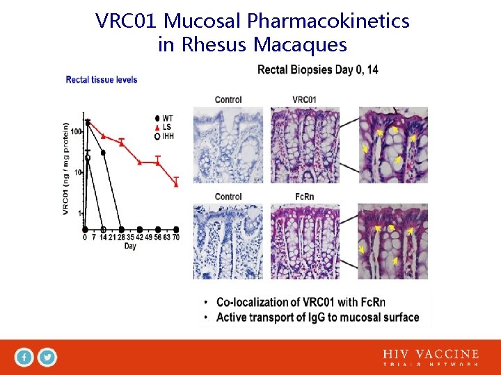 VRC 01 Mucosal Pharmacokinetics in Rhesus Macaques 