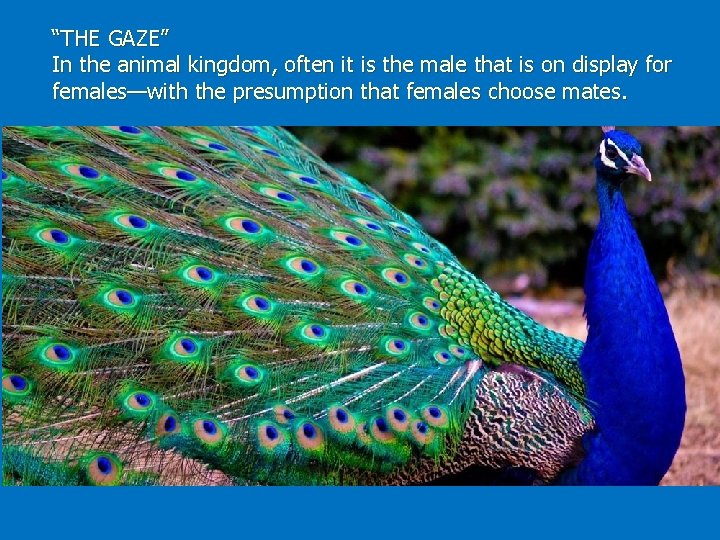 “THE GAZE” In the animal kingdom, often it is the male that is on