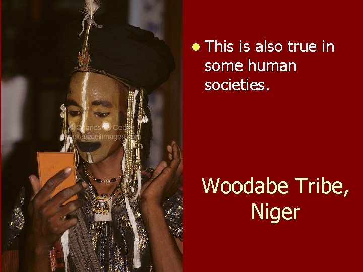 l This is also true in some human societies. Woodabe Tribe, Niger 
