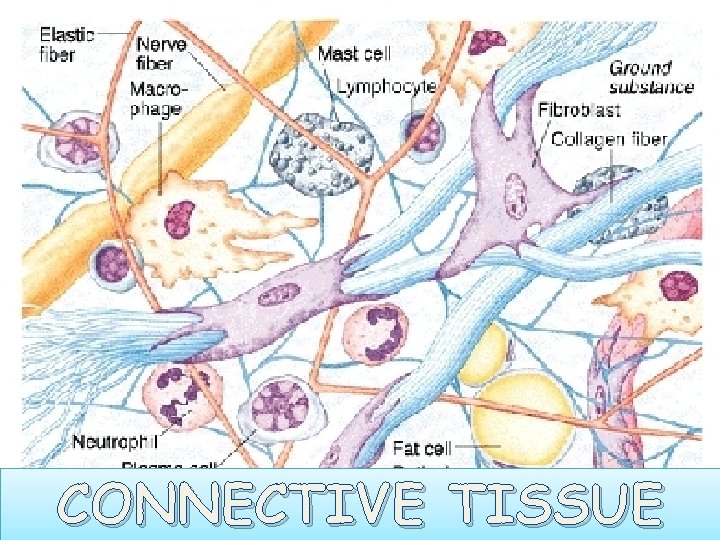 CONNECTIVE TISSUE 