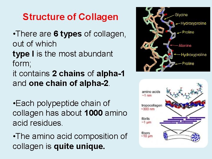 Structure of Collagen • There are 6 types of collagen, out of which type