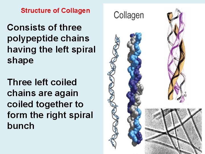 Structure of Collagen Consists of three polypeptide chains having the left spiral shape Three