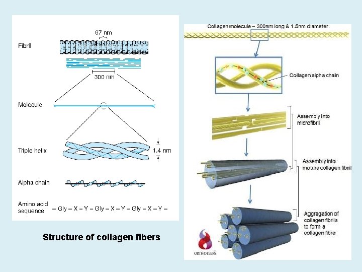 Structure of collagen fibers 