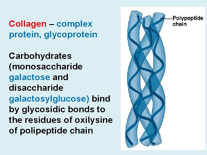 Collagen – complex protein, glycoprotein Carbohydrates (monosaccharide galactose and disaccharide galactosylglucose) bind by glycosidic