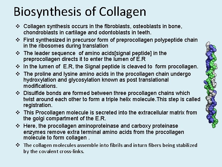 Biosynthesis of Collagen v Collagen synthesis occurs in the fibroblasts, osteoblasts in bone, chondroblasts