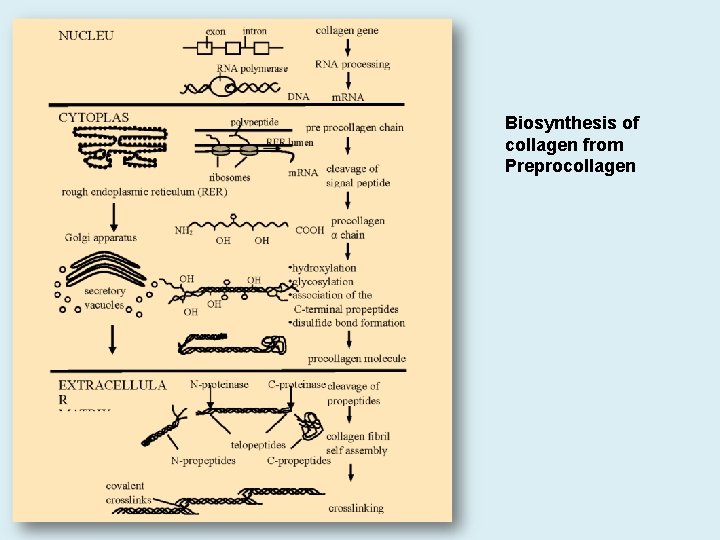 Biosynthesis of collagen from Preprocollagen 